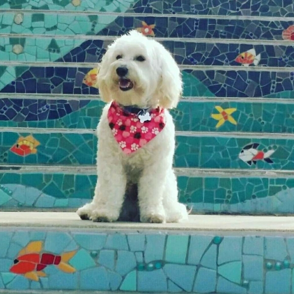 Follow Game 🌺 - Picture 6 of 7